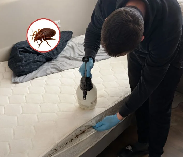 Technicien traitant un matelas contre les punaises de lit à Aigremont